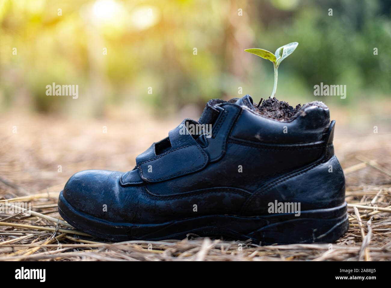 La germination des graines de citrouille dans boot chaussures à l'arrière-plan flou Banque D'Images