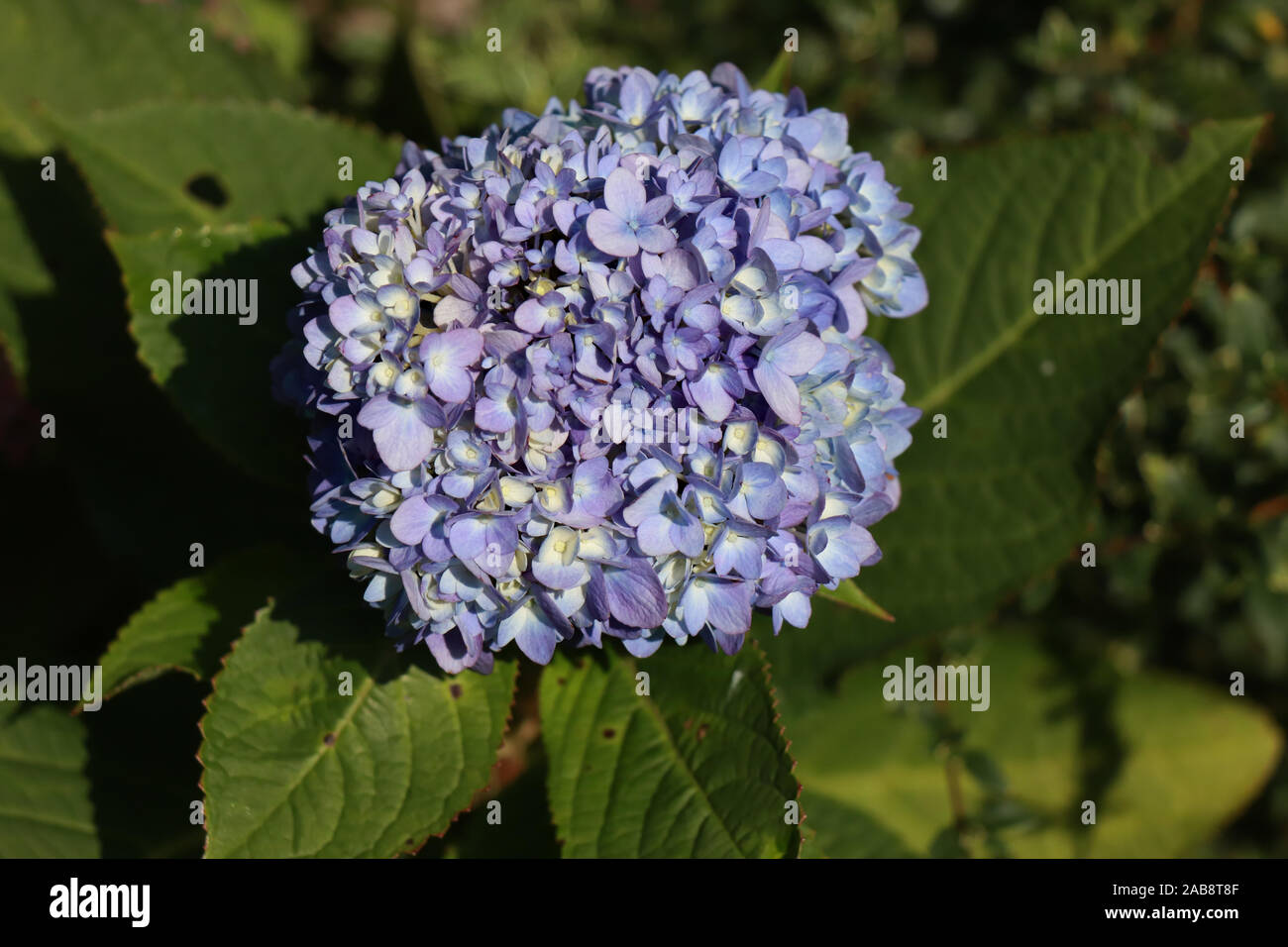 Fleur d'hortensia. Fond bleu de fleur d'hortensia gros plan. Une fleur d'une hortensia. Banque D'Images