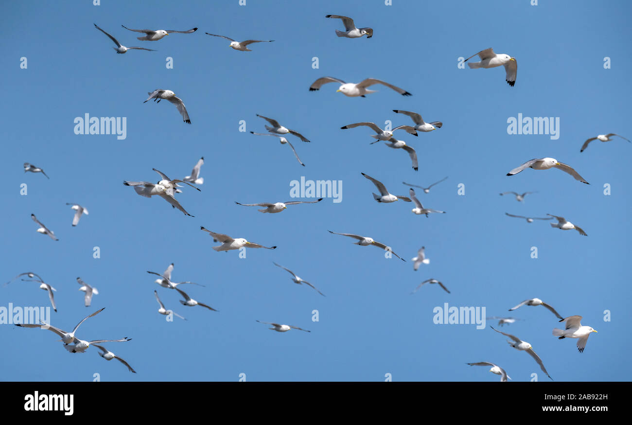 Flock of Seagulls, Islande Banque D'Images