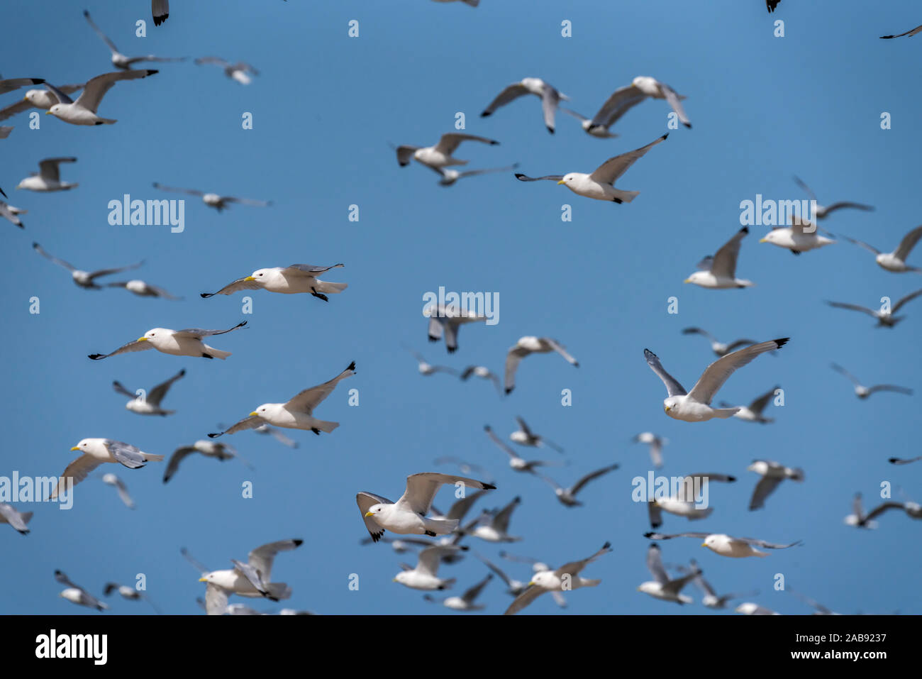 Flock of Seagulls, Islande Banque D'Images