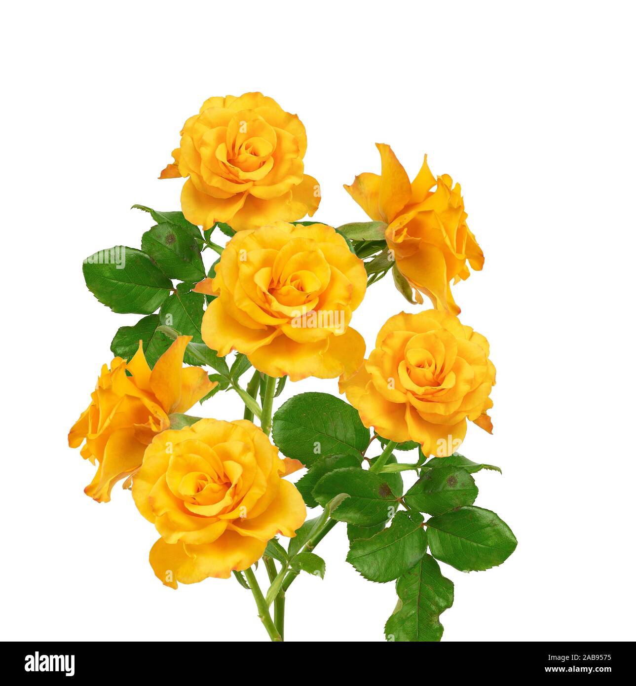 Magnifique bouquet de roses jaunes en fleurs sur tiges vertes avec des  feuilles isolées sur un fond blanc Photo Stock - Alamy