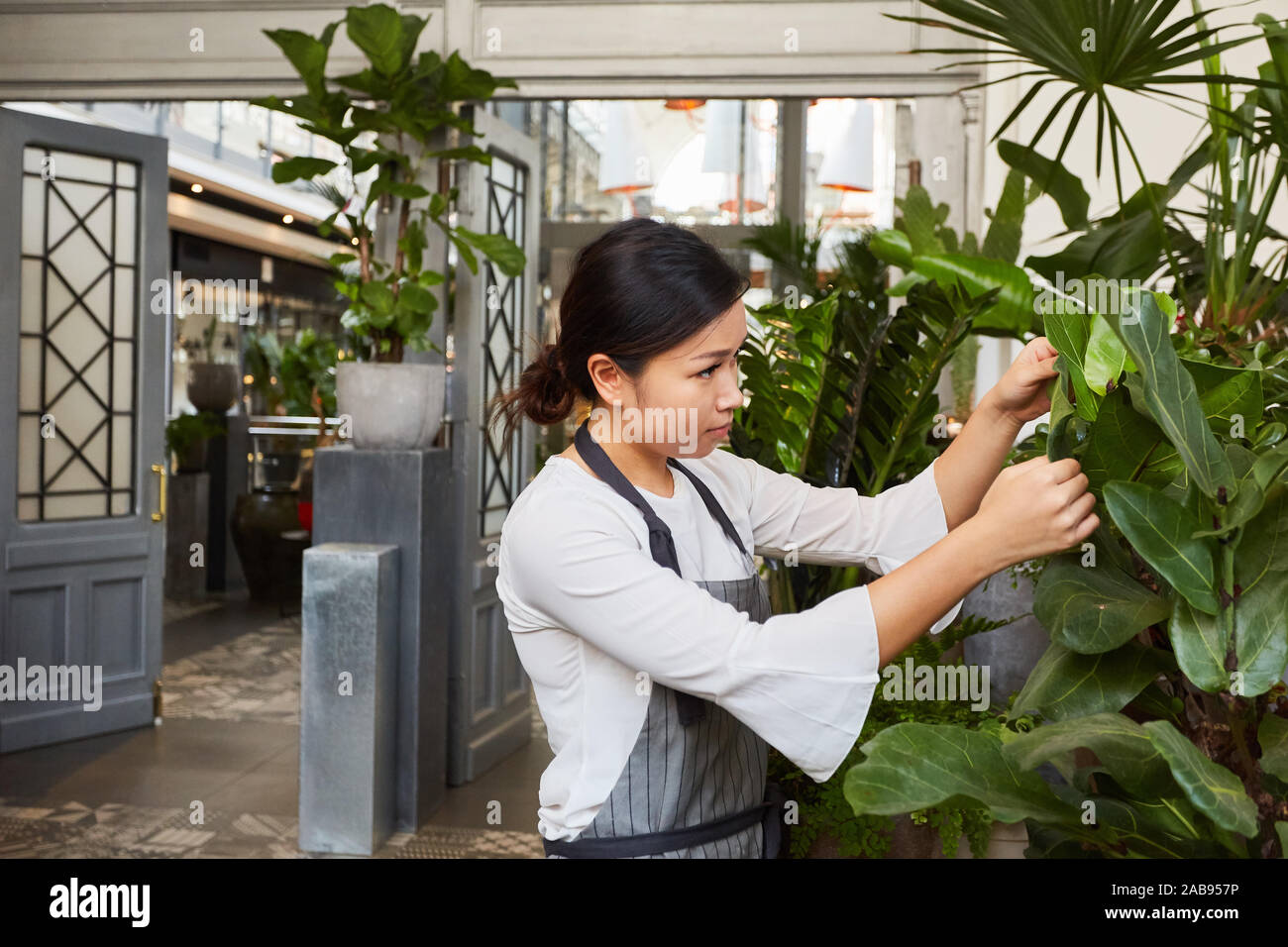 Fleuriste jardinier ou dans le soin des plantes vertes dans le centre de jardin Banque D'Images