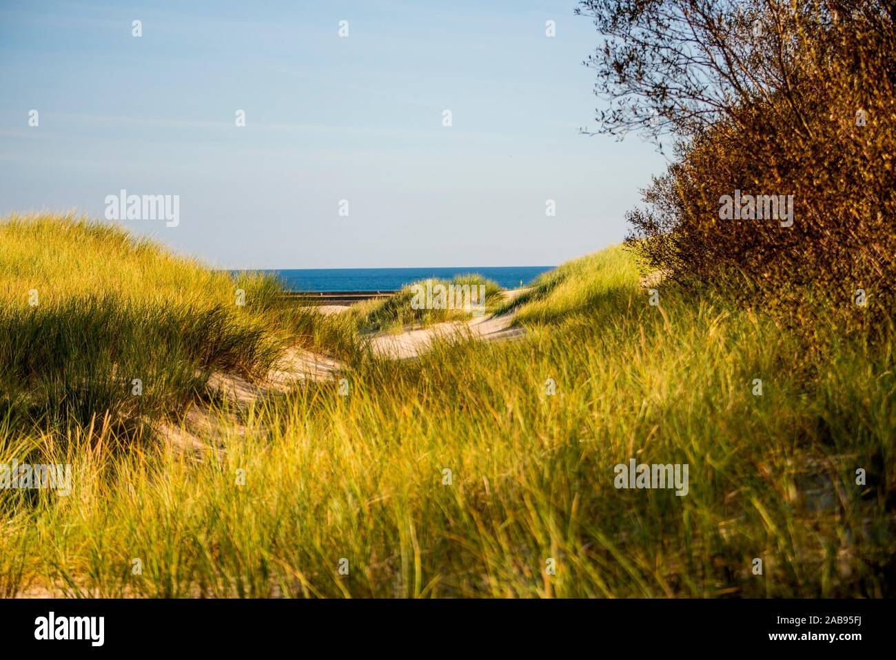 Image sur toile plage Point d'accès à la mer Baltique Avec marram herbe sur le côté mur