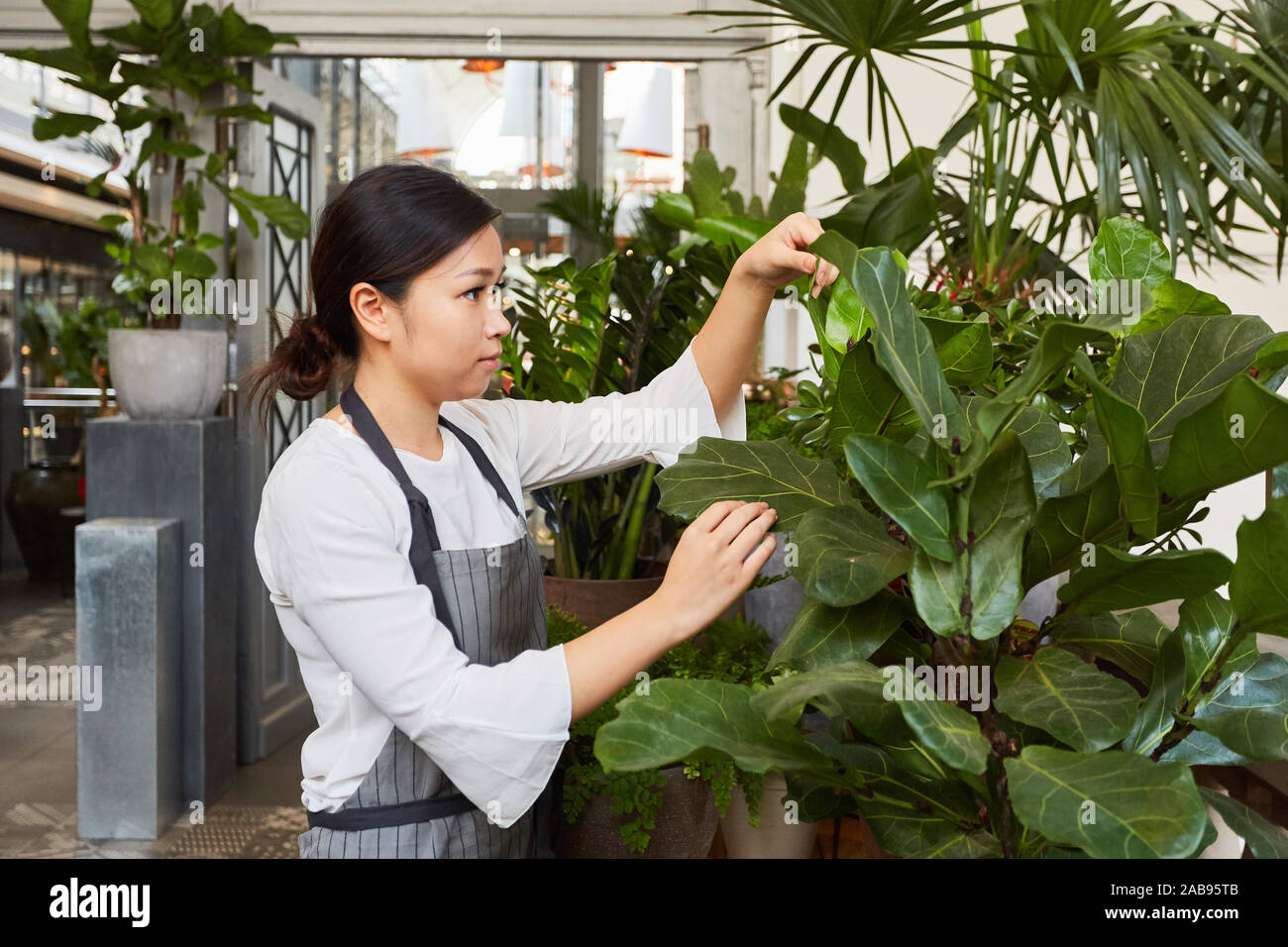 Jeune fleuriste ou jardinier dans la garde et le contrôle de plantes vertes Banque D'Images