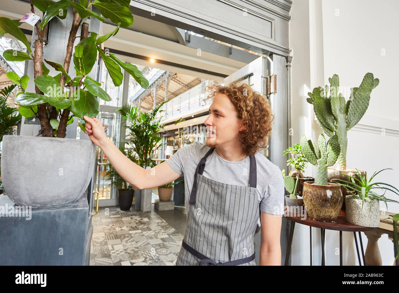 En tant que jeune homme en formation fleuriste avec plante verte in flower shop Banque D'Images