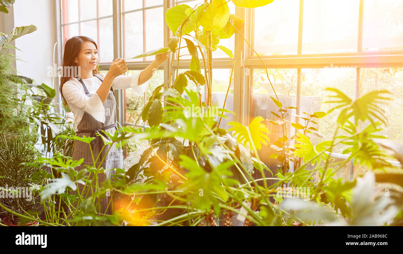 Parmi les nombreuses plantes fleuriste vert dans la serre d'un magasin de fleur Banque D'Images
