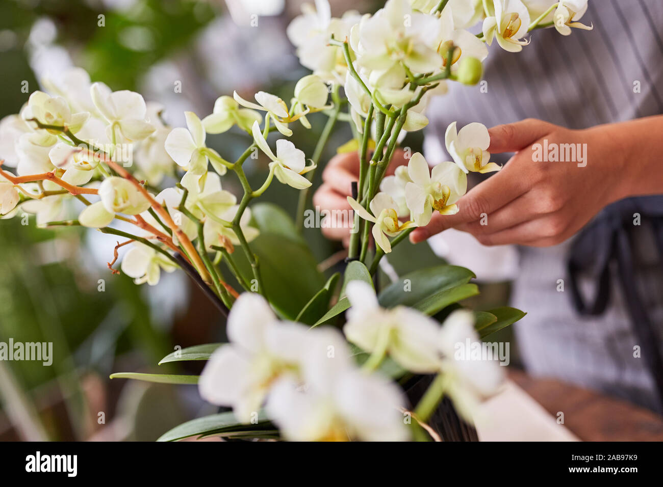 Mains d'un fleuriste en prenant soin d'une plante de maison dans la boutique de fleurs Banque D'Images