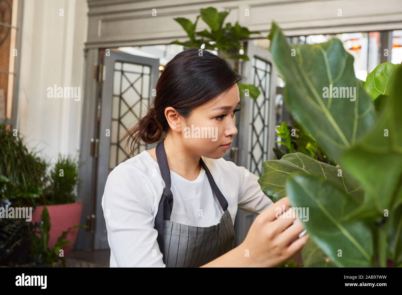 Jeune jardinier contrôle la croissance et la qualité des plantes vertes Banque D'Images