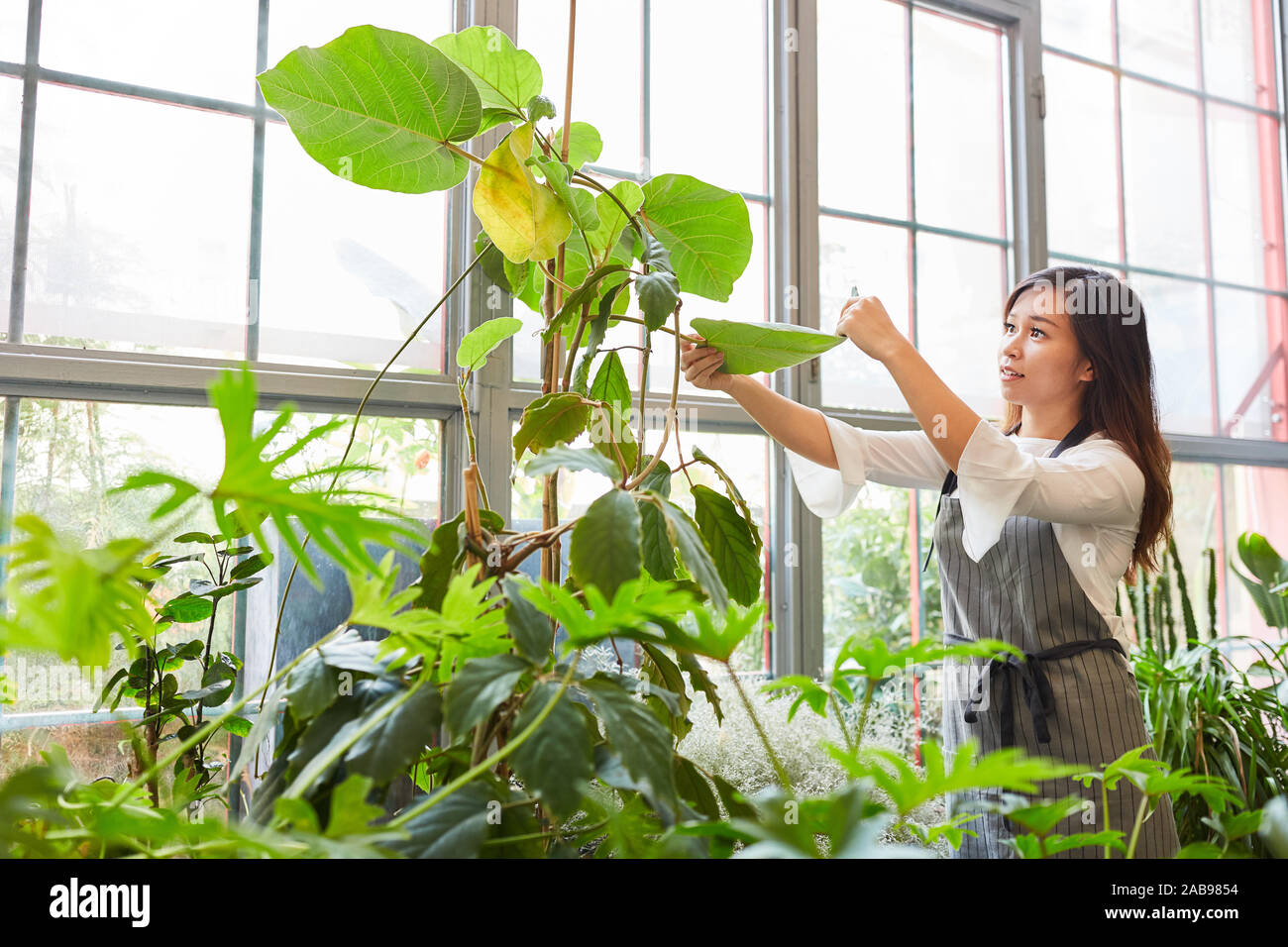 Fleuriste ou jardinier dans la pépinière ou dans la serre Banque D'Images