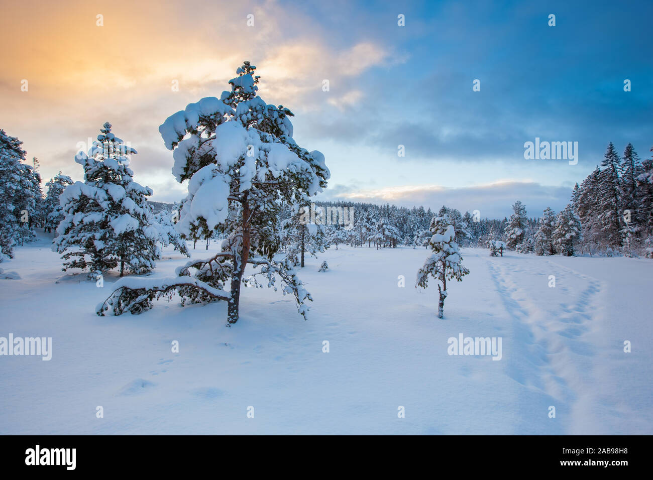 Beau paysage neige arbre hiver Banque D'Images