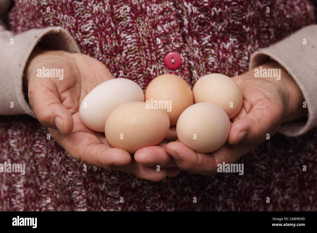 Grand-mère est titulaire d'Œufs dans les mains. Les produits naturels, biologiques, et de vie. Banque D'Images