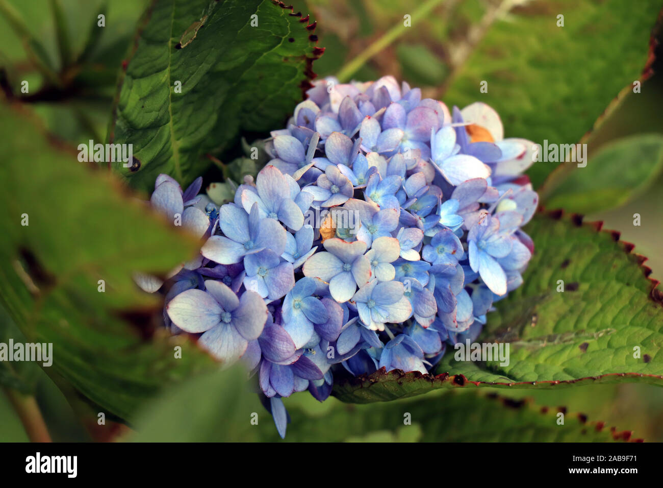 Fleur d'hortensia. Fond bleu de fleur d'hortensia gros plan. Une fleur d'une hortensia. Banque D'Images