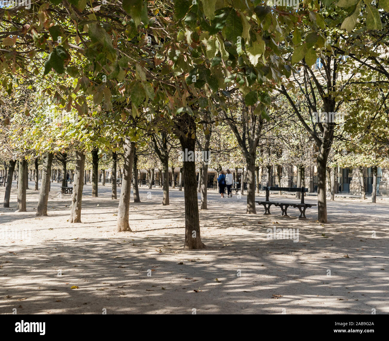 Rangées d'arbres espaludés dans les jardins du Palais Royale, Paris, France Banque D'Images