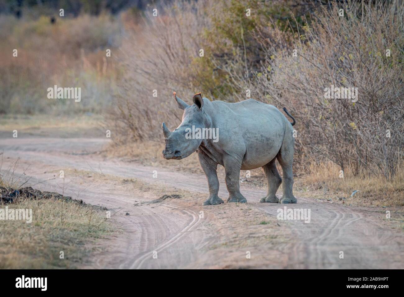 Les jeunes rhinocéros blanc debout sur un Bush road, Afrique du Sud. Banque D'Images