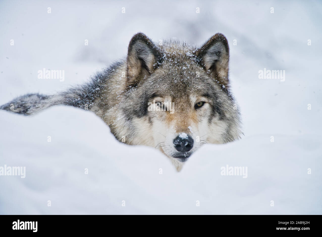 Loup gris couché dans la neige derrière des monticules de neige. Banque D'Images