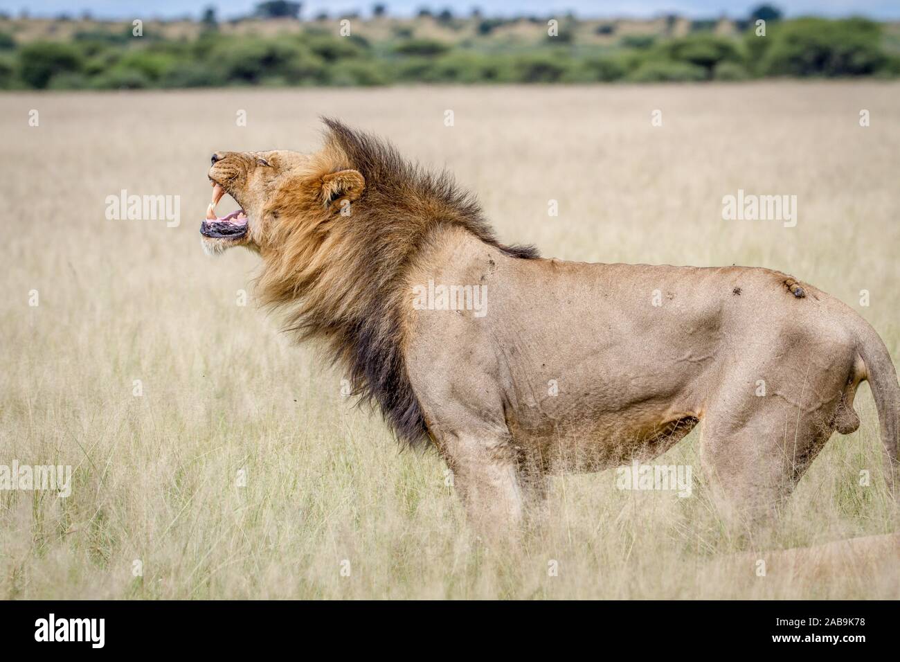 Grand mâle Lion faisant une grimace Flehmen dans le central kalahari, Botswana. Banque D'Images