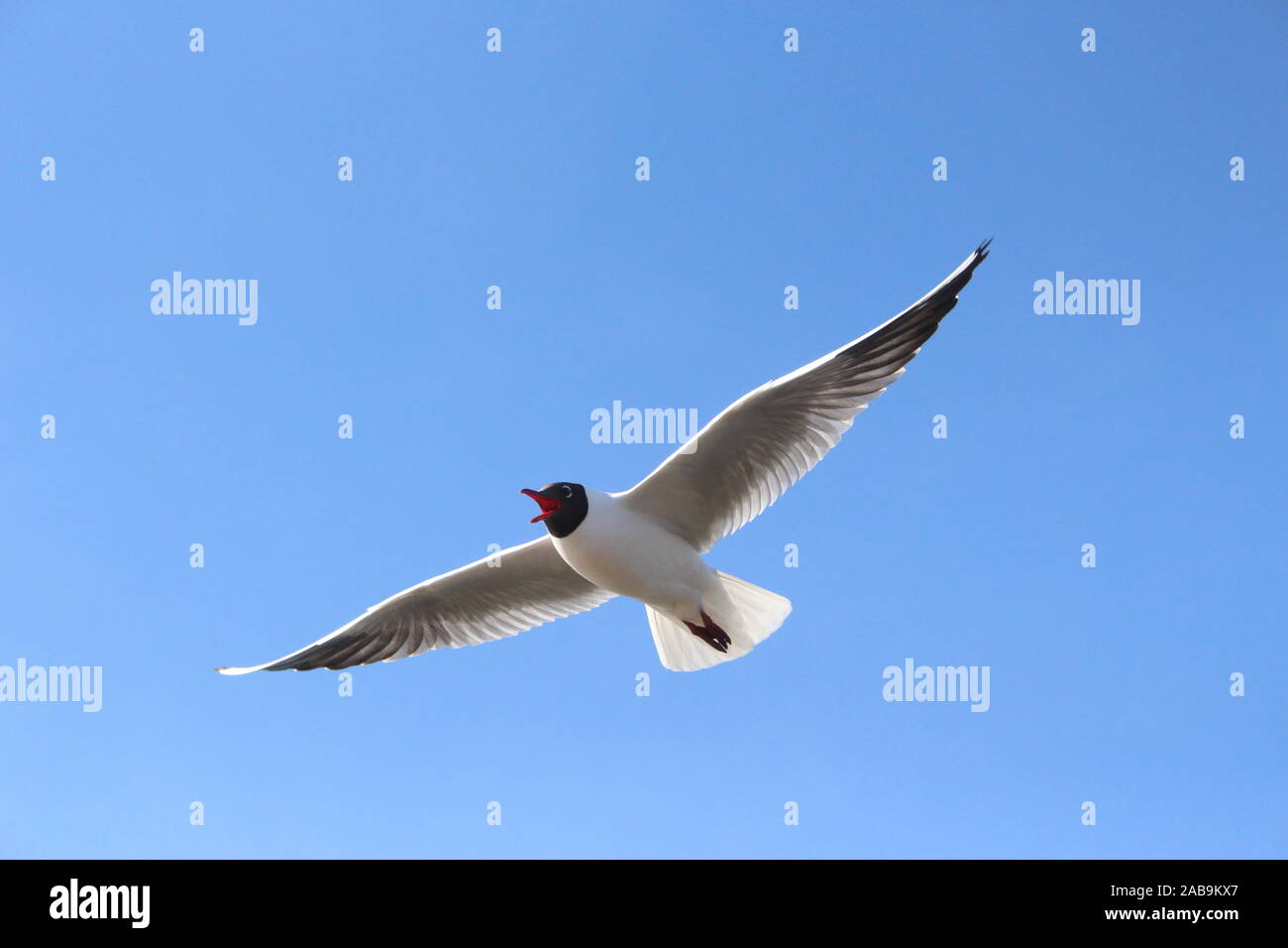 Flying seagull screaming et avec un ciel bleu derrière Banque D'Images