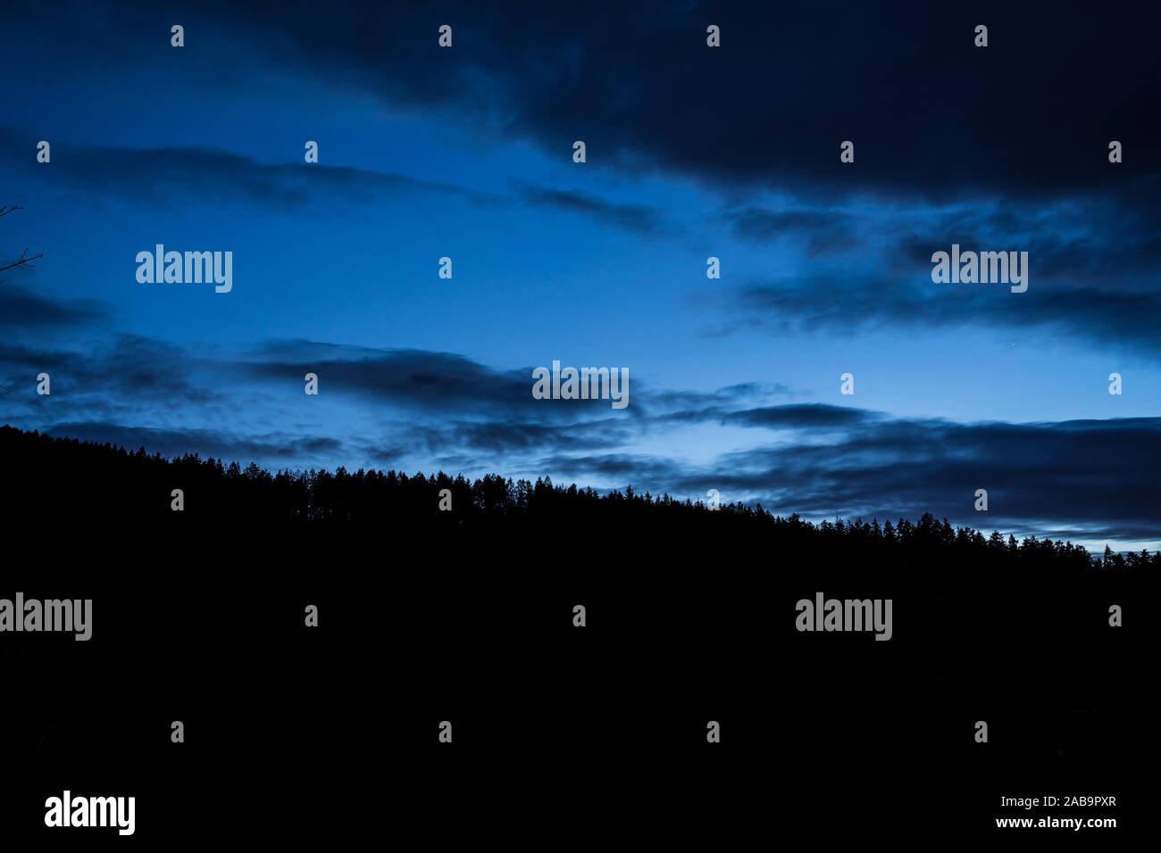 Allemagne, bleu foncé ciel nocturne plus belle forêt noire tree top silhouette avec étoile brillant dans une nuit d'été Banque D'Images