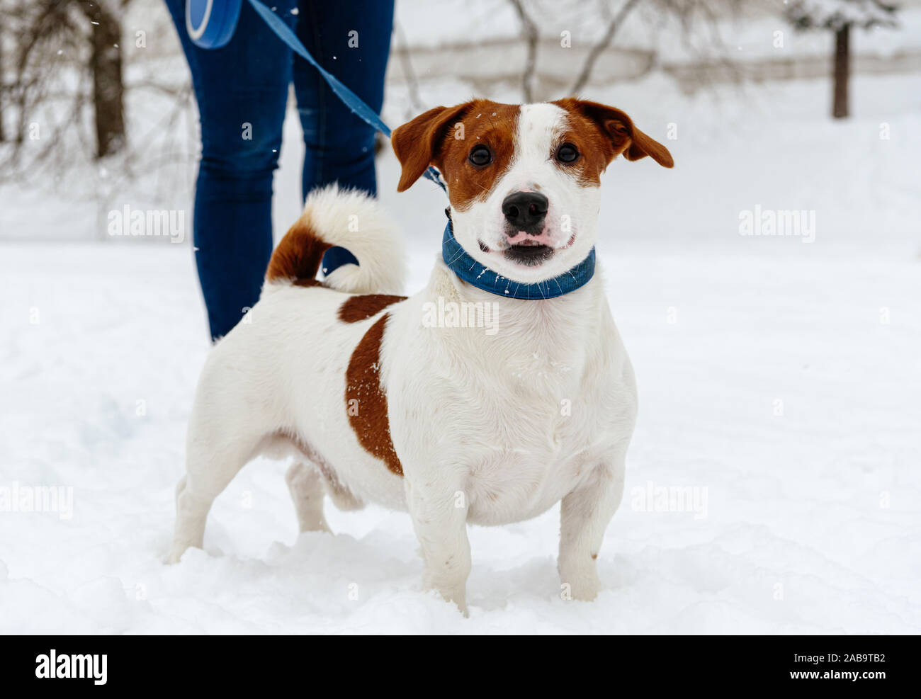 Promenade de chiens sans laisse rétractable sur le comité permanent sur la neige Banque D'Images
