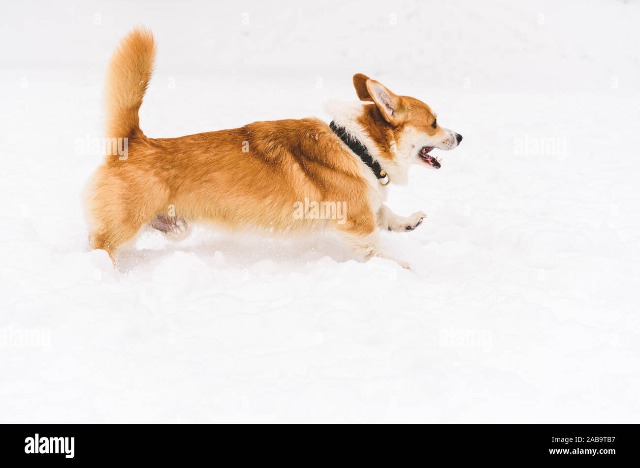 Pembroke Welsh Corgi jouer et courir sur la neige (vue de profil) Banque D'Images