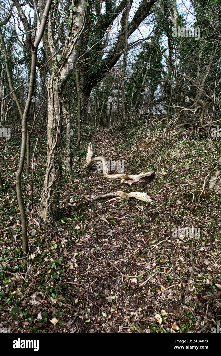 Une branche tombée bloque un chemin de pays dans une forêt d'automne dans le sud du Pays de Galles. Brown laisse démontrer cette saison britannique Banque D'Images