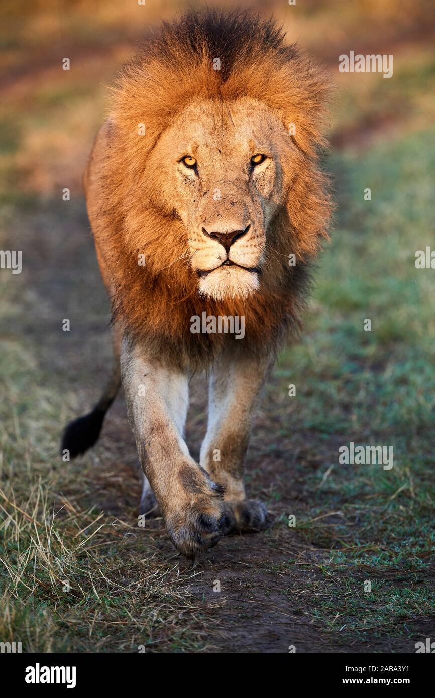 Lion (Panthera leo) d'hommes à pied. Le Masai Mara National Reserve, Kenya. Banque D'Images