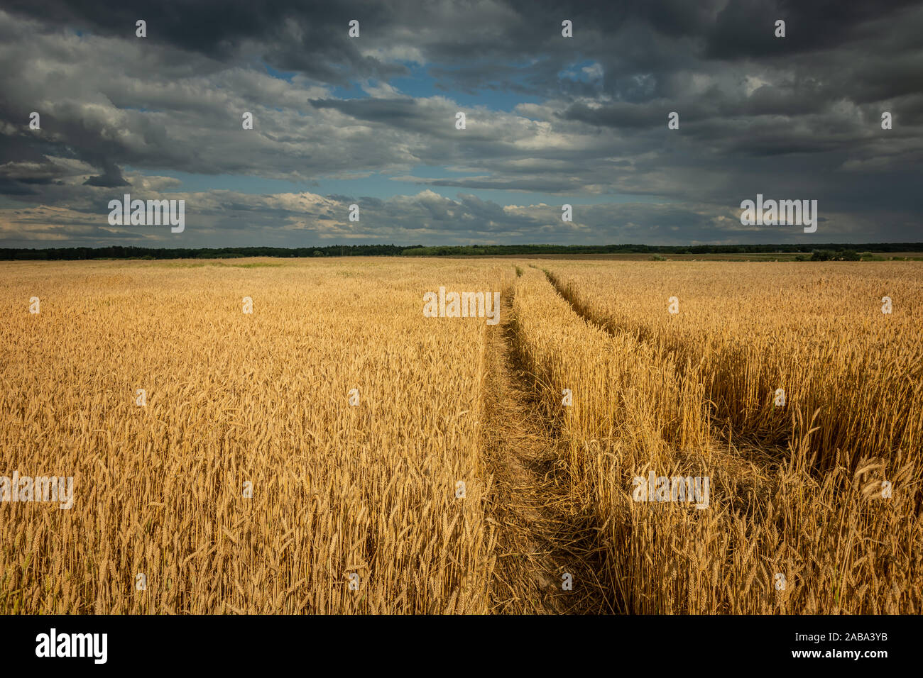 Des traces de roues du tracteur dans le grain, horizon et nuages dans le ciel Banque D'Images
