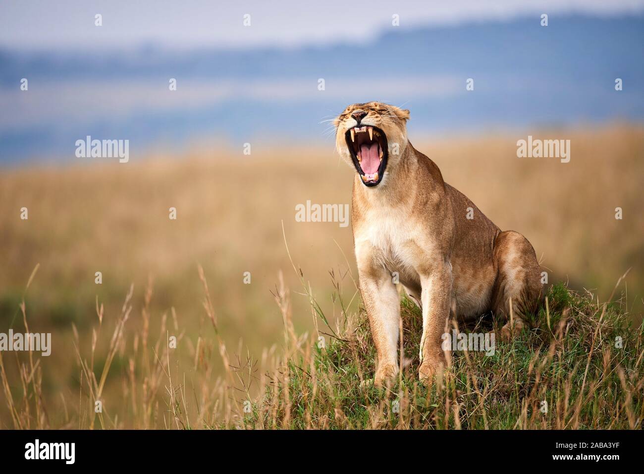 Lioness (Panthera leo) Le bâillement dans la savane. Le Masai Mara National Reserve, Kenya. Banque D'Images