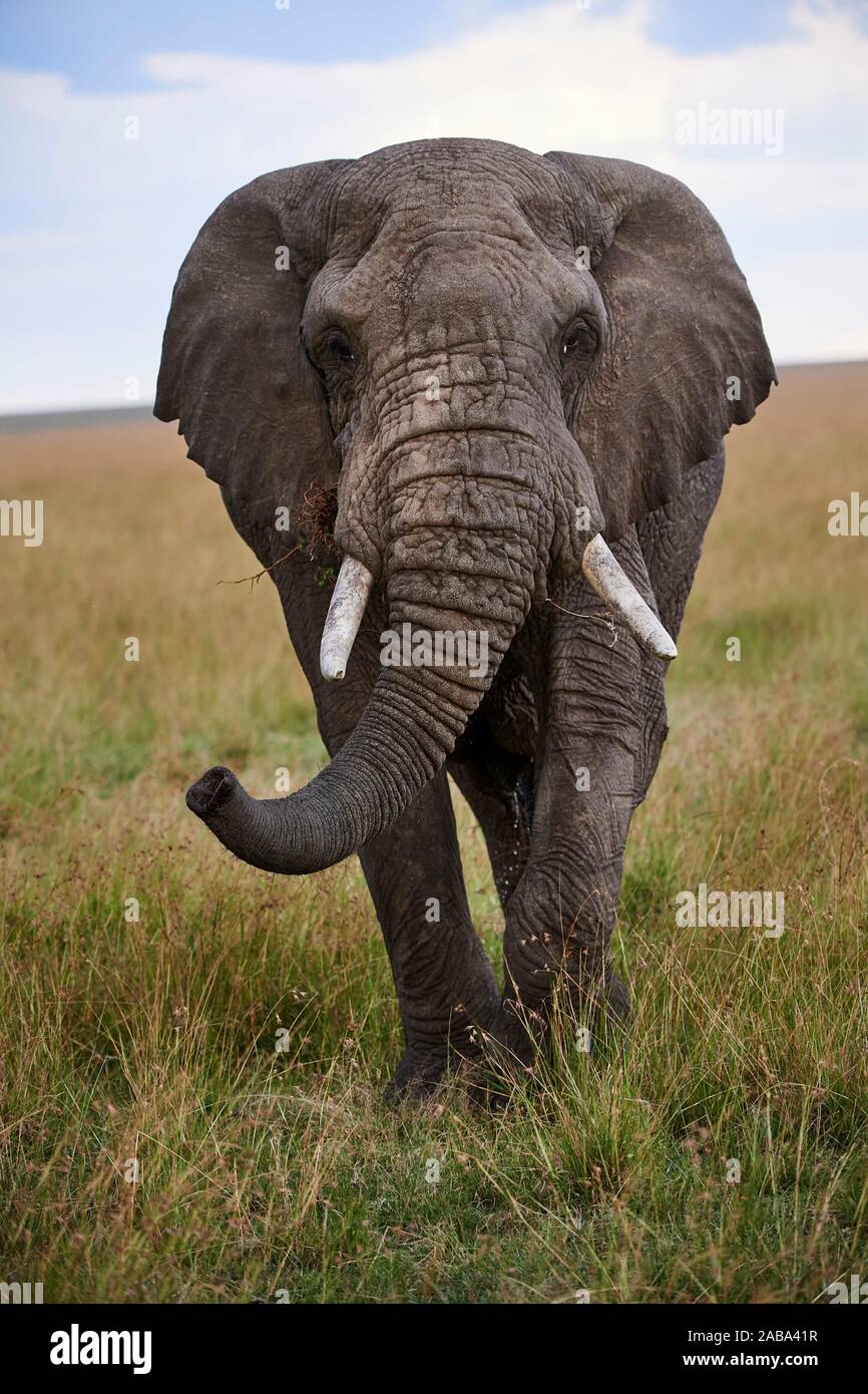Portrait de l'eléphant d'Afrique (Loxodonta africana). Le Masai Mara National Reserve, Kenya. Banque D'Images