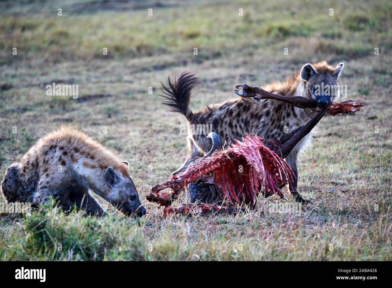 L'Hyène tachetée (Crocuta crocuta) se nourrissant de carcasses de gnous. Le Masai Mara National Reserve, Kenya. Banque D'Images