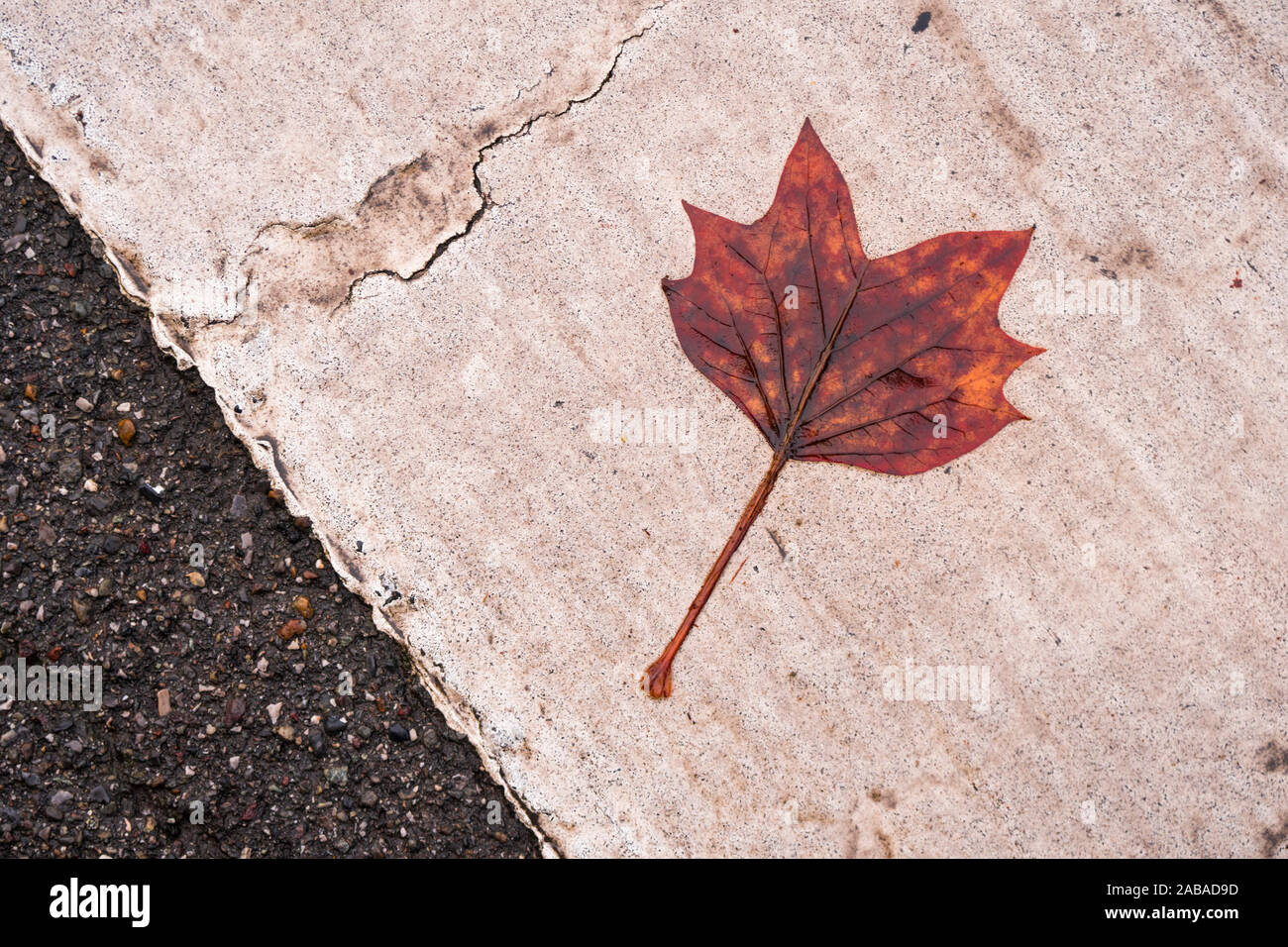 Des feuilles tombées sur l'asphalte humide, automne concept, mauvaise saison, la pluie. Banque D'Images