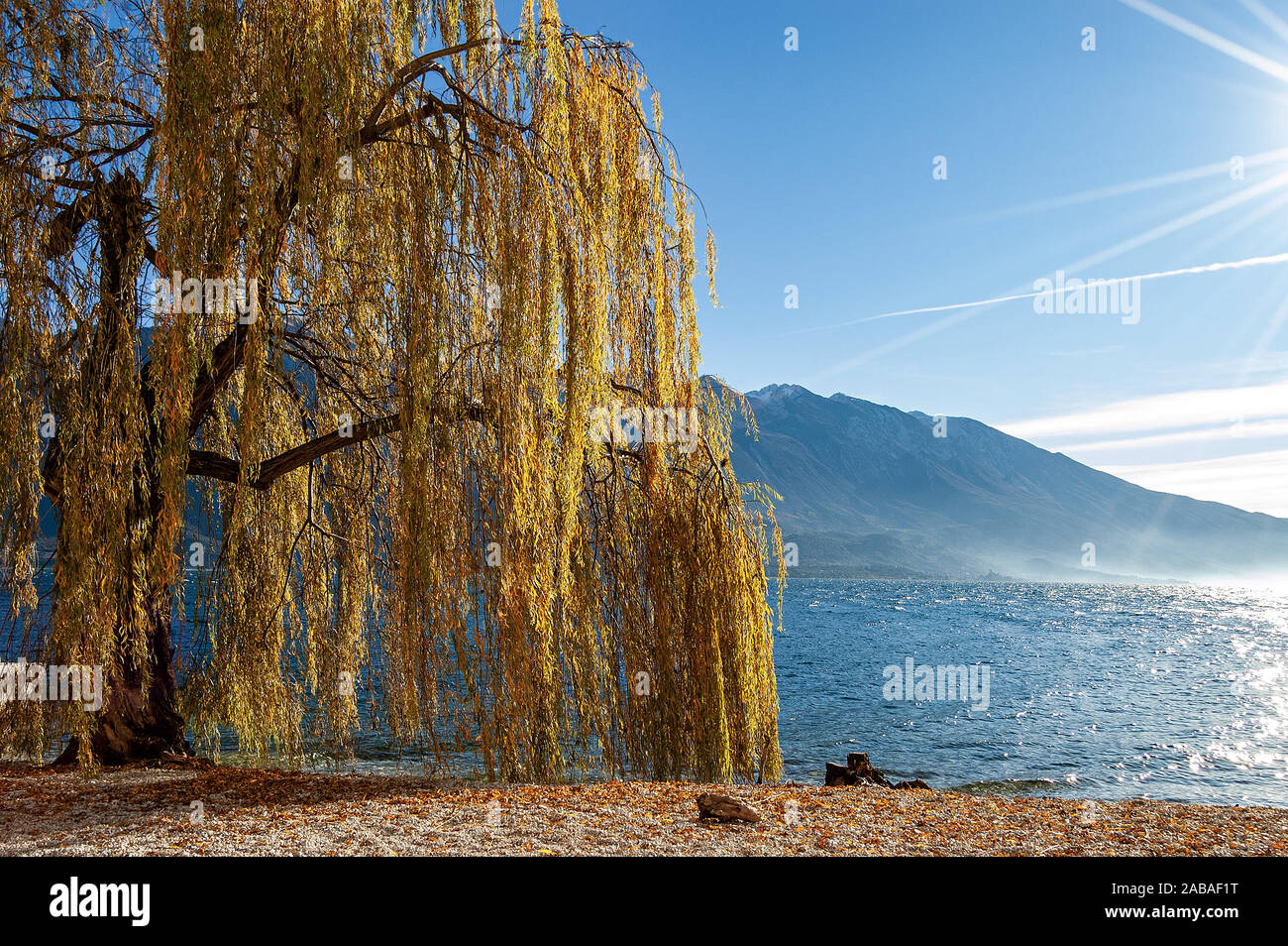 Orange et jaune arbre saule pleureur (Salix babylonica) en hiver. Plage du village de Limone sul Garda, avec le lac et le Mont Baldo Banque D'Images
