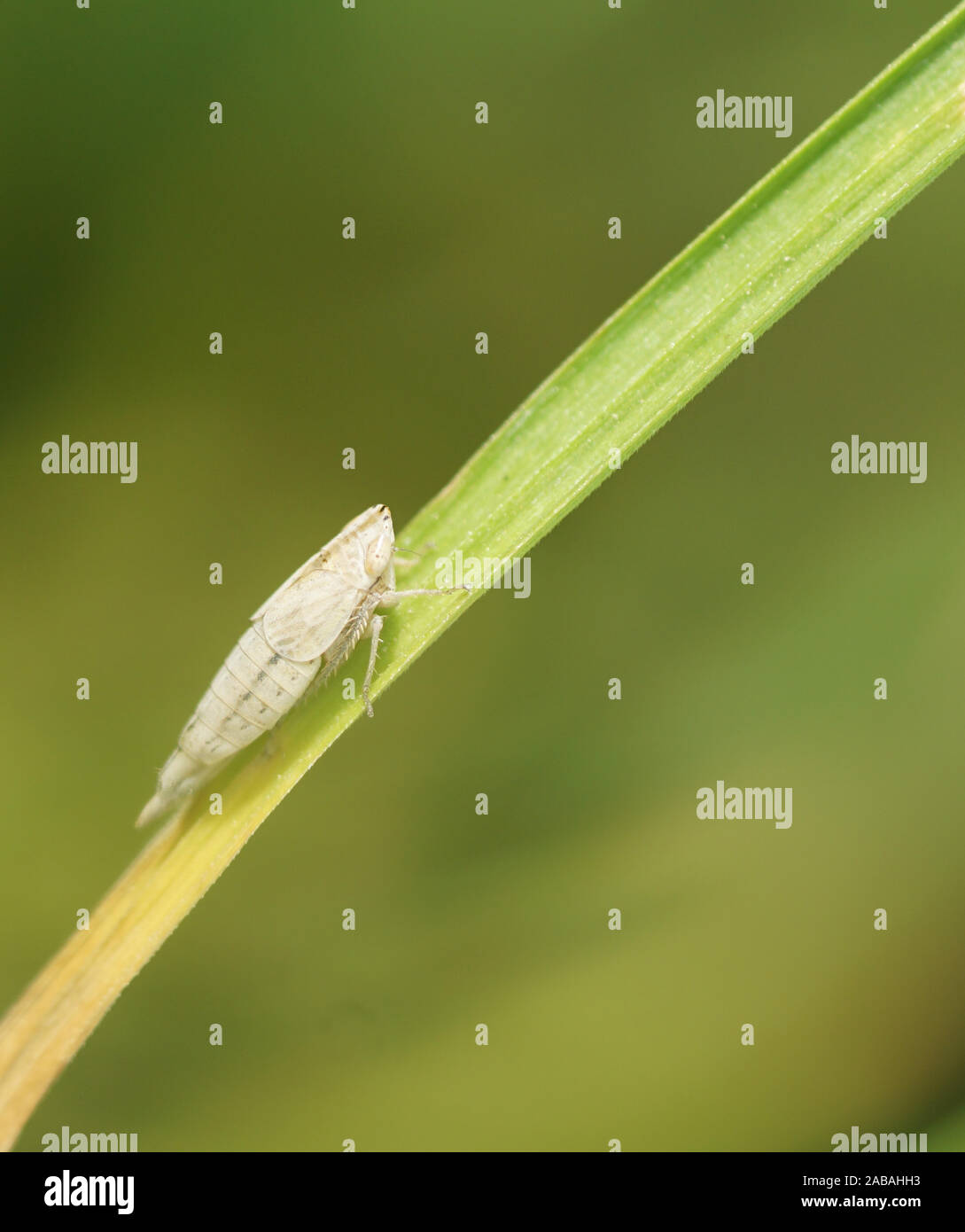 Zwergzikade - Cicadellidae - cigales Banque D'Images