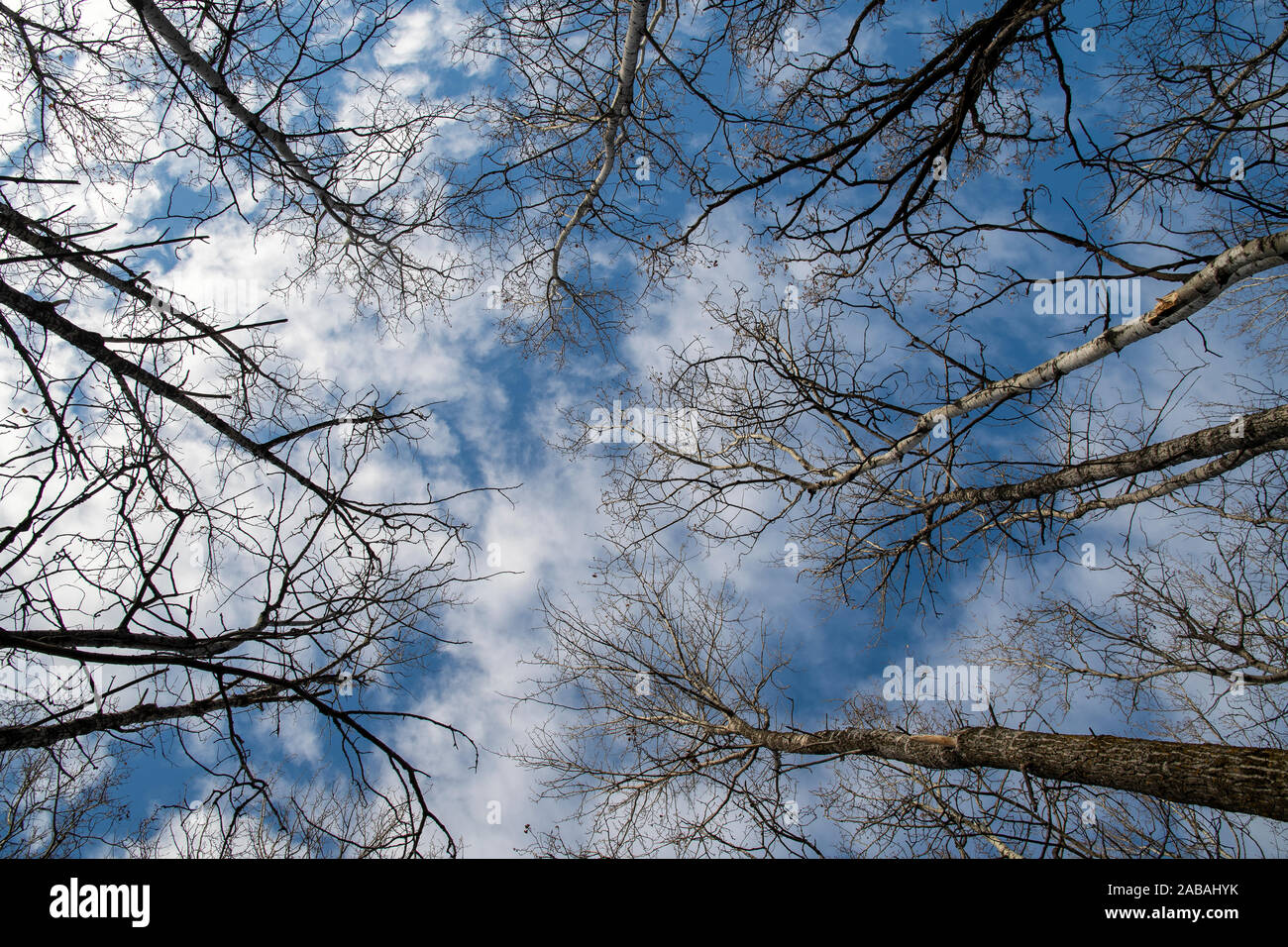 Vue du ciel à travers les arbres d'automne Banque D'Images