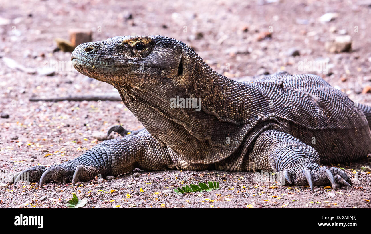 Le Dragon de Komodo Rinca Island, Indonésie Banque D'Images