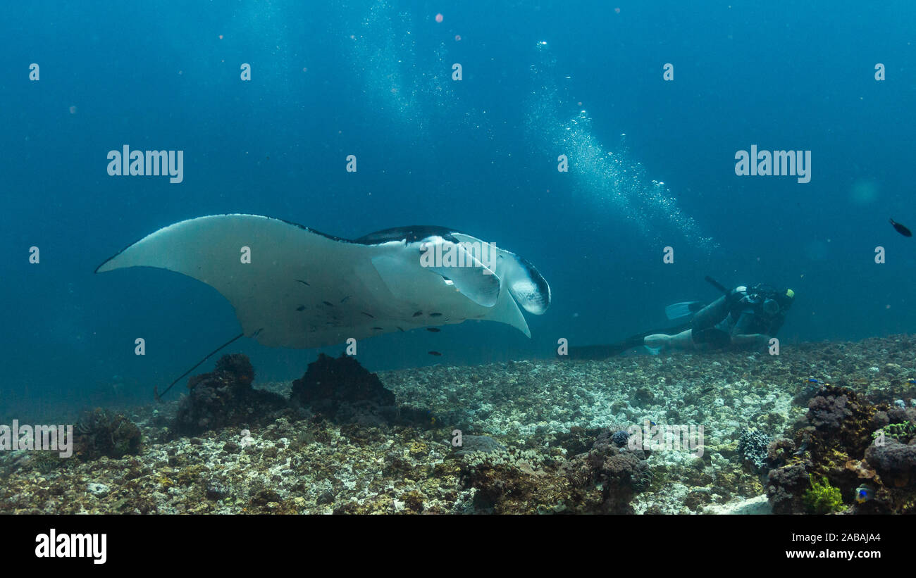 Par flying Manta Ray alors que la plongée dans le Parc National de Komodo, Indonésie Banque D'Images