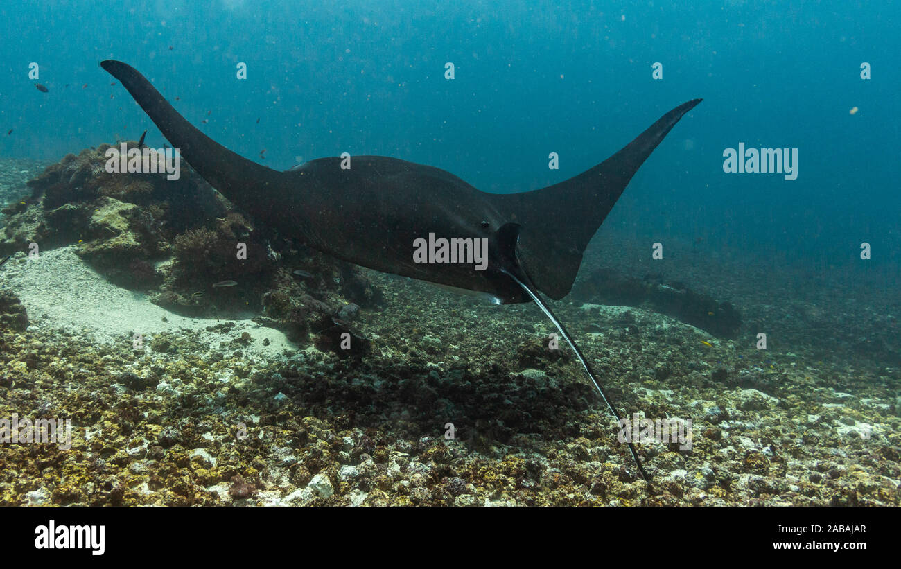 Par flying Manta Ray alors que la plongée dans le Parc National de Komodo, Indonésie Banque D'Images