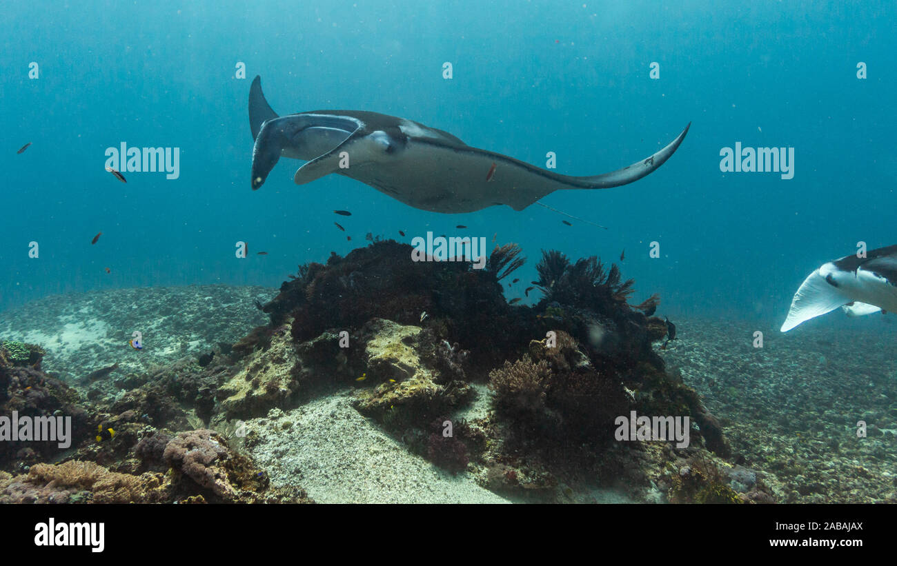 Raies Manta en avion au cours de la plongée dans le Parc National de Komodo, Indonésie Banque D'Images