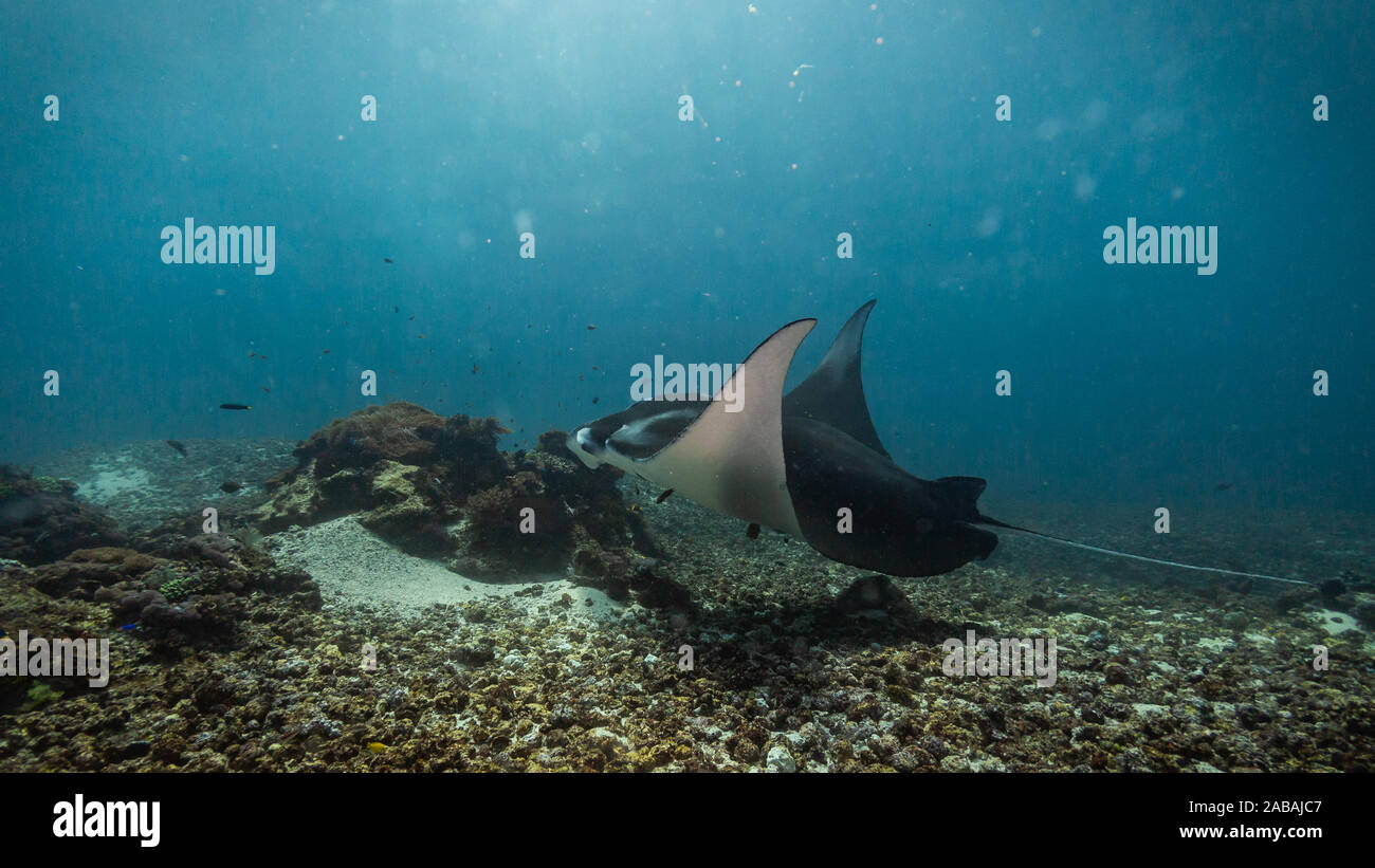 Par flying Manta Ray alors que la plongée dans le Parc National de Komodo, Indonésie Banque D'Images