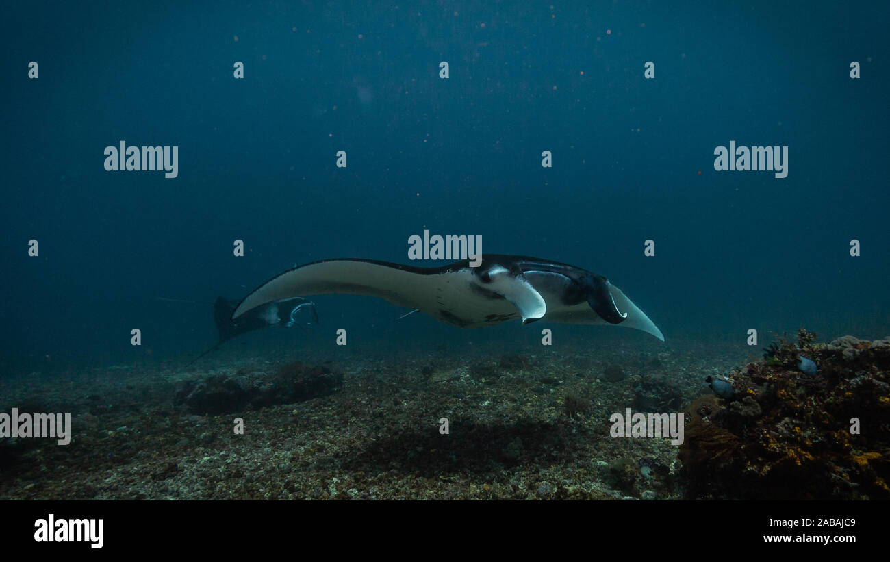 Raies Manta en avion au cours de la plongée dans le Parc National de Komodo, Indonésie Banque D'Images