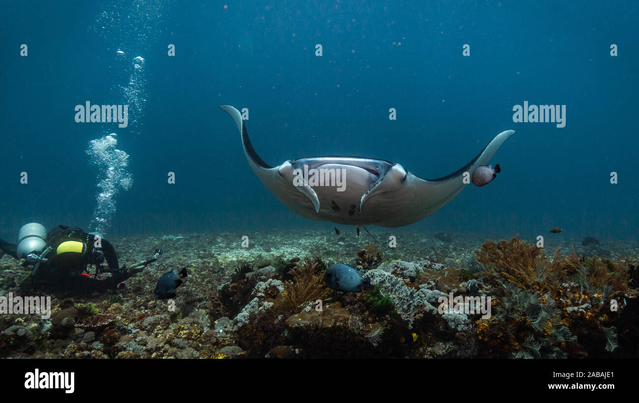 Par flying Manta Ray alors que la plongée dans le Parc National de Komodo, Indonésie Banque D'Images