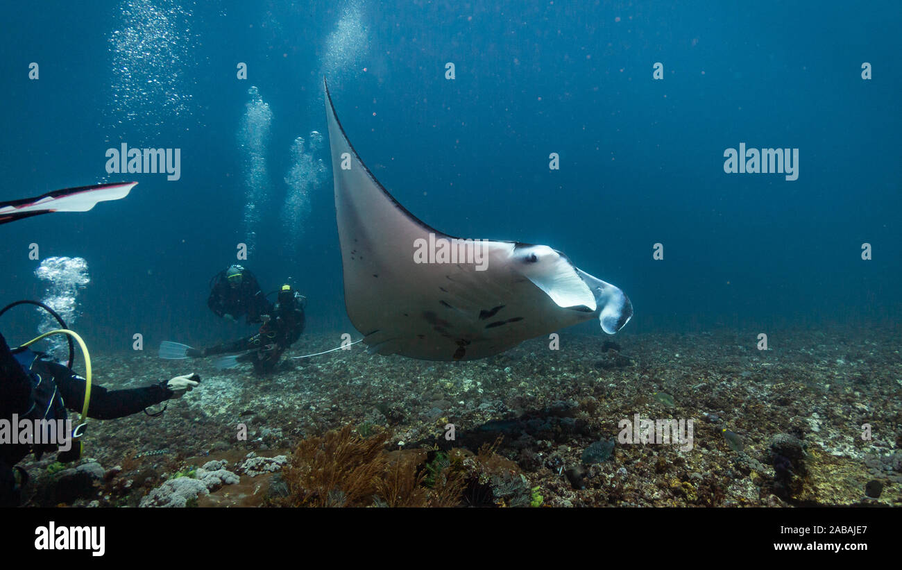 Par flying Manta Ray alors que la plongée dans le Parc National de Komodo, Indonésie Banque D'Images