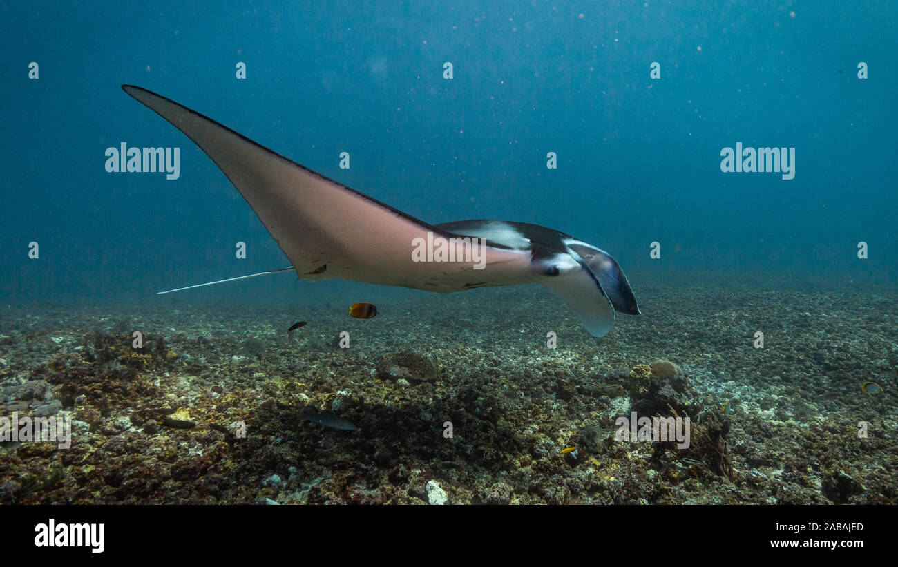 Par flying Manta Ray alors que la plongée dans le Parc National de Komodo, Indonésie Banque D'Images