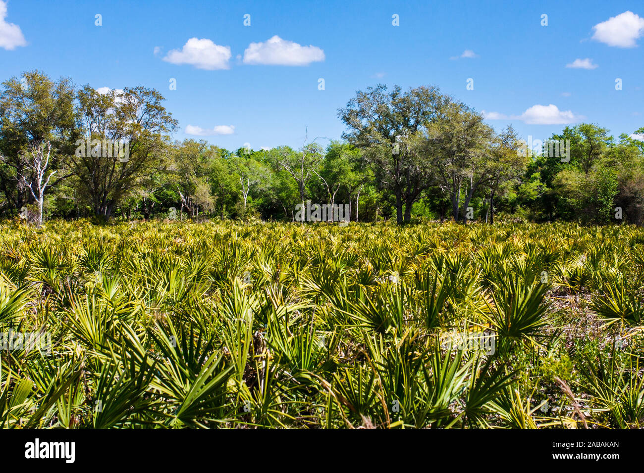 Hutchinson Island, Floride Banque D'Images