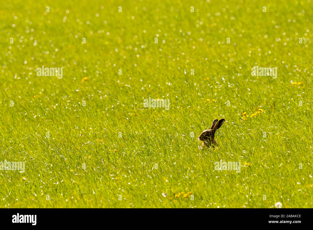 Lièvre brun (Lepus capensis), adulte, scrutant de longues herbes dans un pré à Watership Down dans le Hampshire. Avril. Banque D'Images