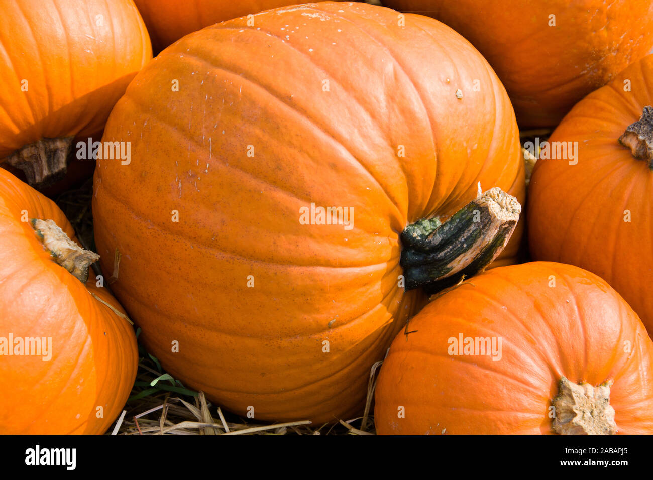 Kürbis, ein herbstliches Gemüse, symbole für Halloween. Banque D'Images