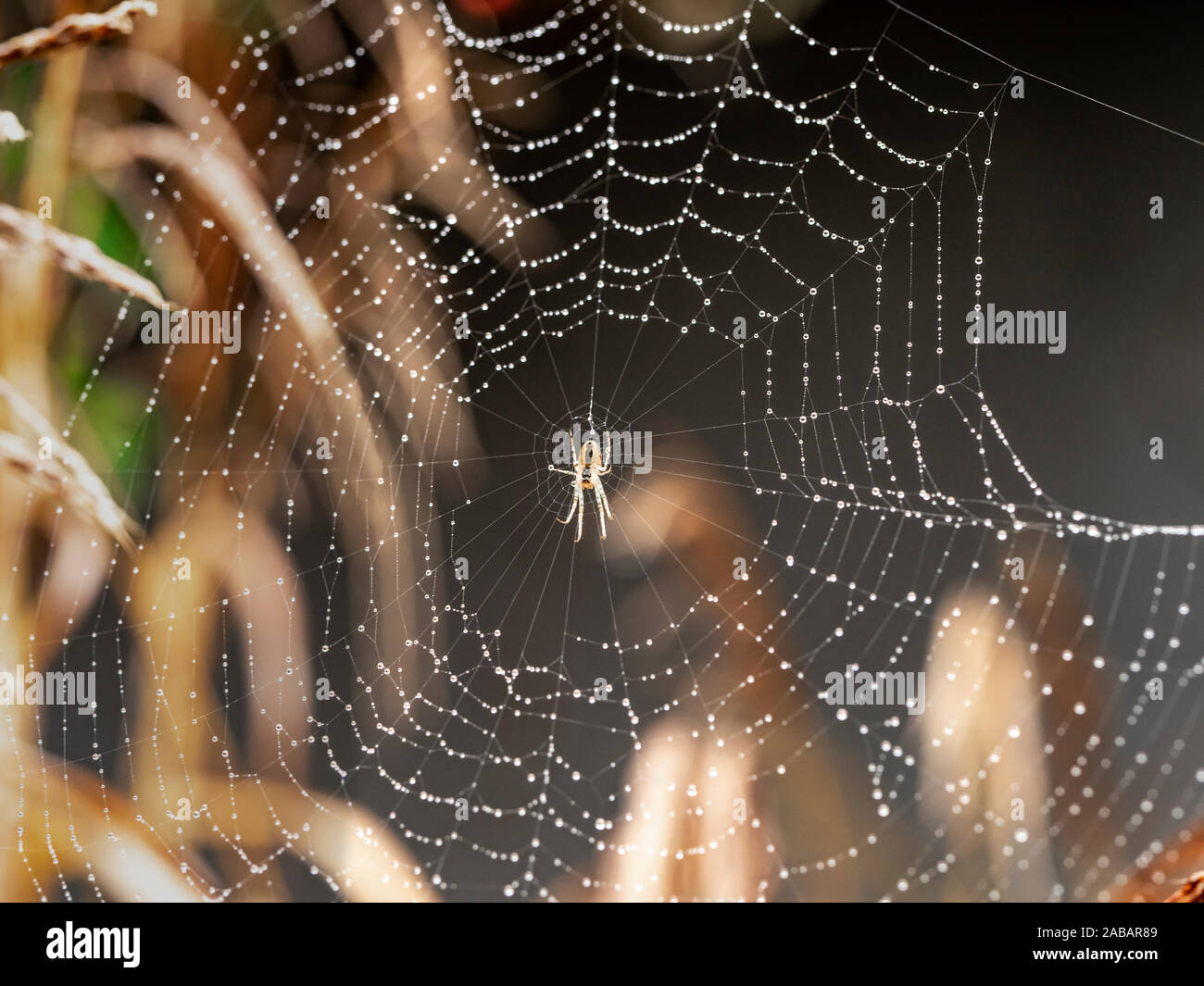 Araignée dans le centre d'un site web couverte de minuscules gouttelettes d'eau Banque D'Images