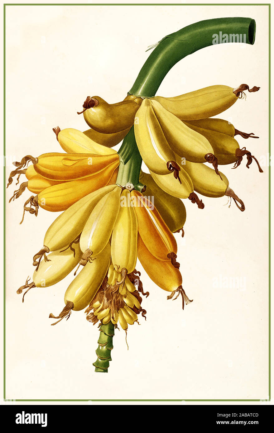 BANANA Vintage Années 1800 lithographie du xixe siècle illustration fruits bananier par Pierre-Joseph Redouté : Bananier Musa paradisiaca cultivé - - (Les Liliacées, 1802-1816) Banque D'Images