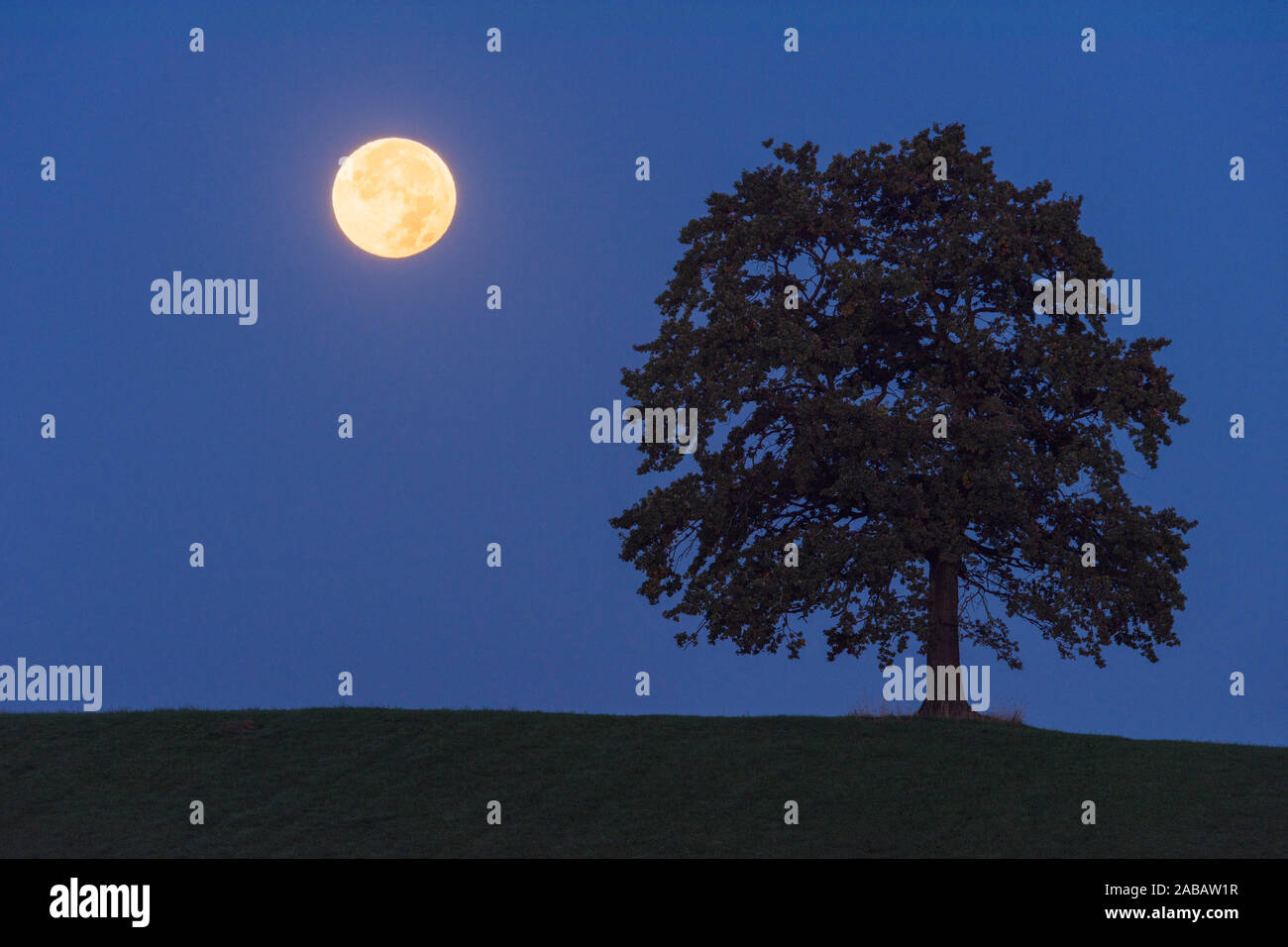 Im Vollmond Halbschatten der Erde neben einem Baum Banque D'Images