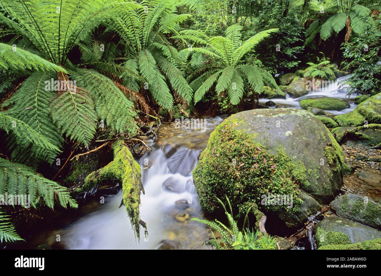 Yarra-Ranges National Park, États-Unis Banque D'Images